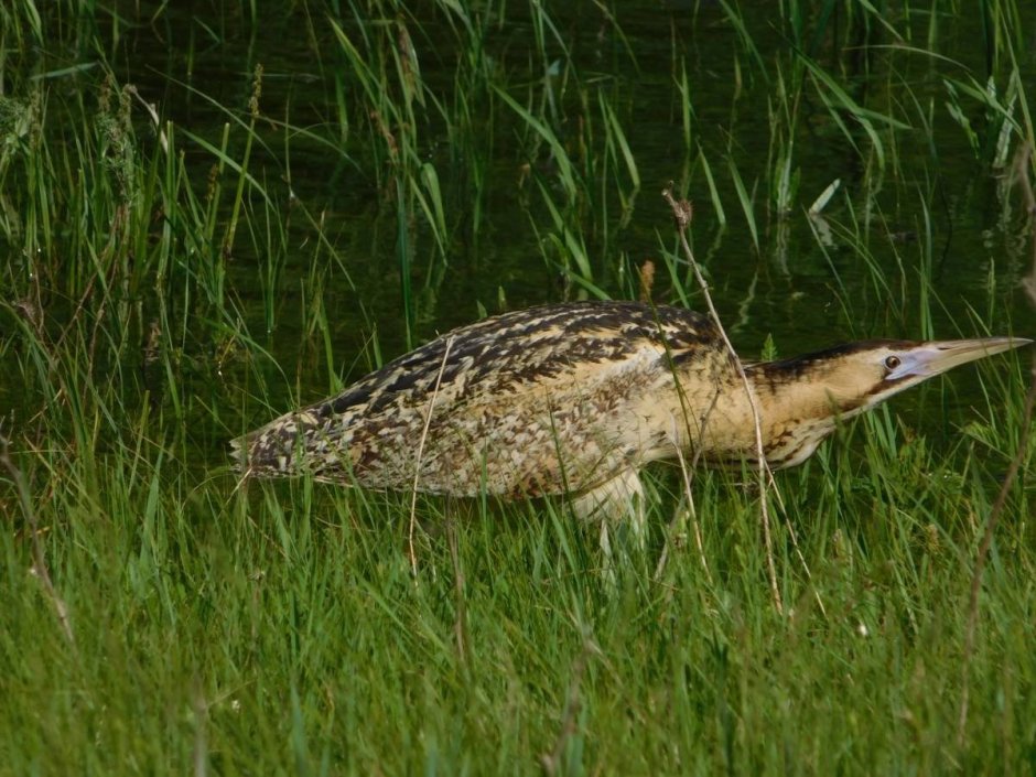 Малая выпь волчок птица