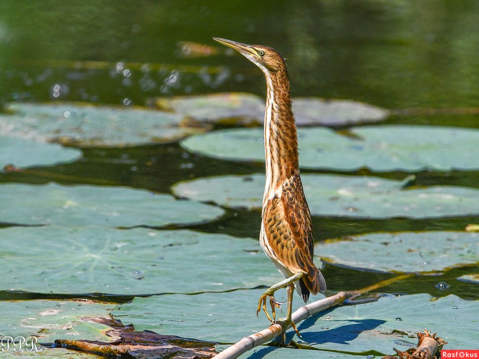 Статуэтка выпь