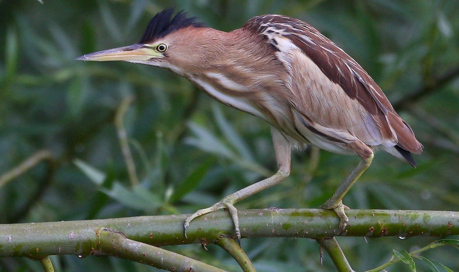 Cinnamon Bittern