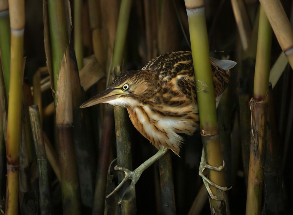 Рыжая цапля выпь