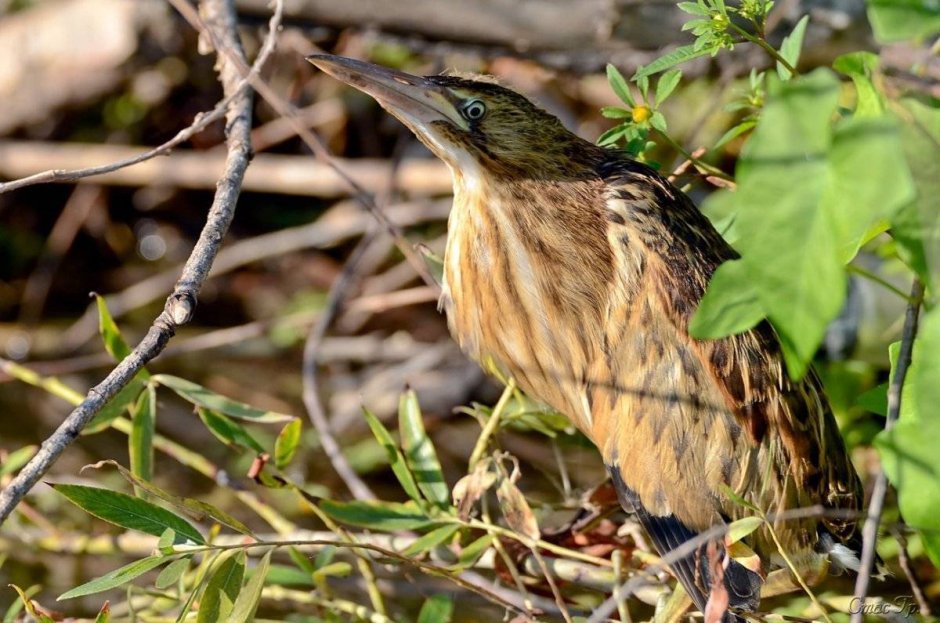 Охристый волчок
