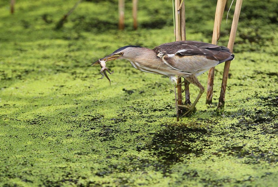 Выпь птица Забайкалье