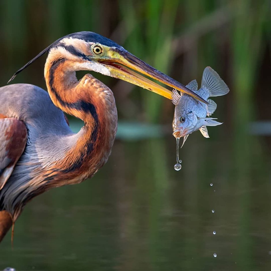 Выпь Болотная Болотная