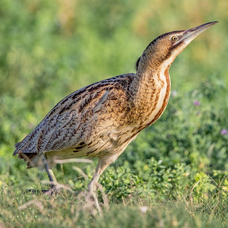 Американская выпь