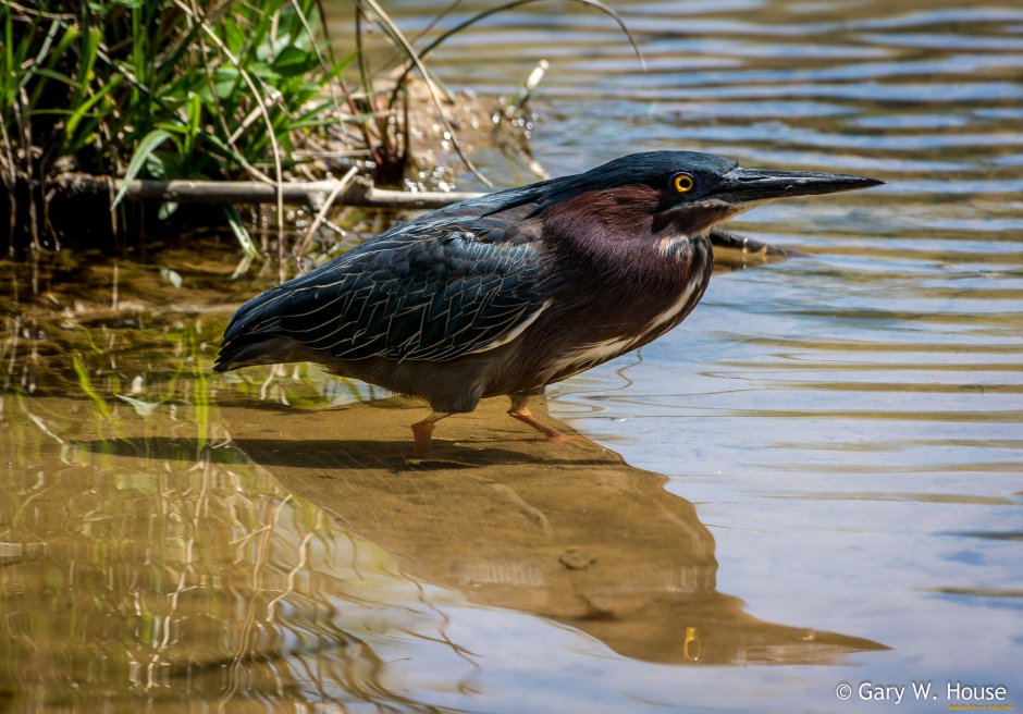 Выпь для детей