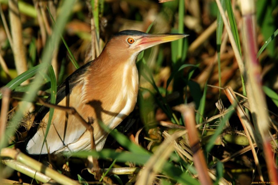 Так блэт Мем
