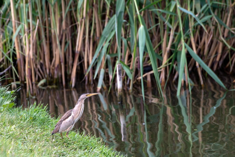 Выпь птица черная