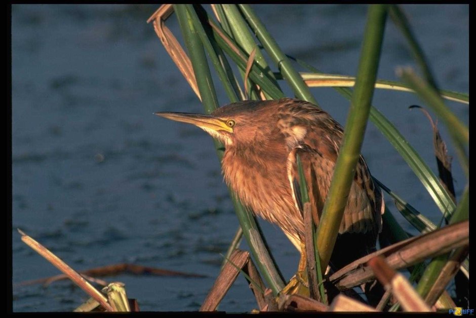 Американская выпь птица
