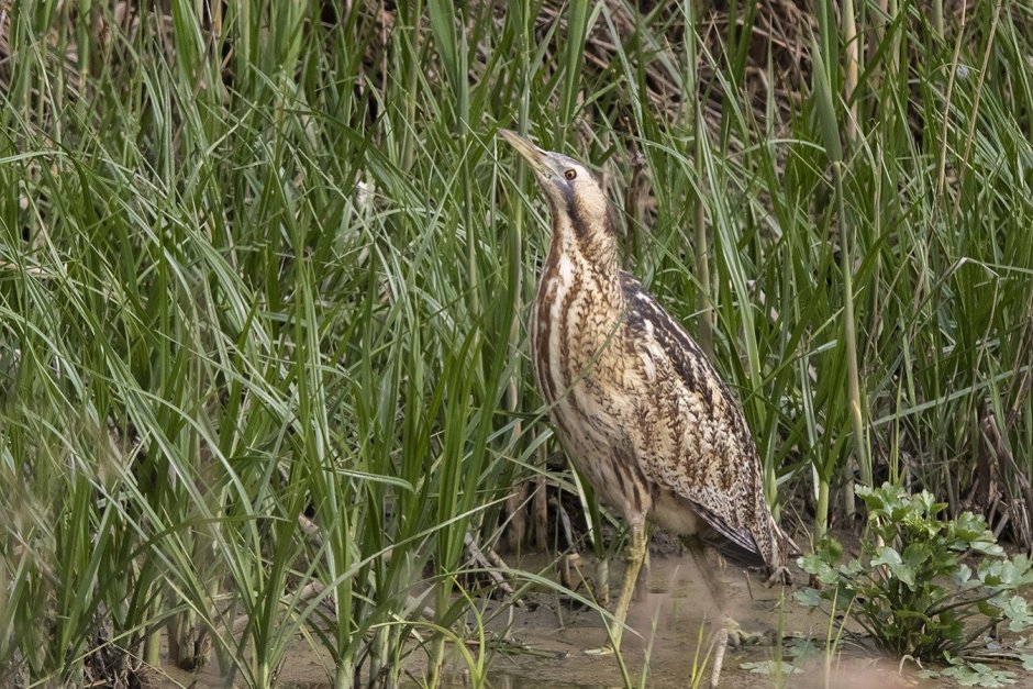 Гнездо выпи