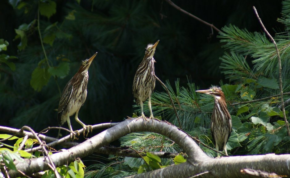 Птица которая прячется в камышах