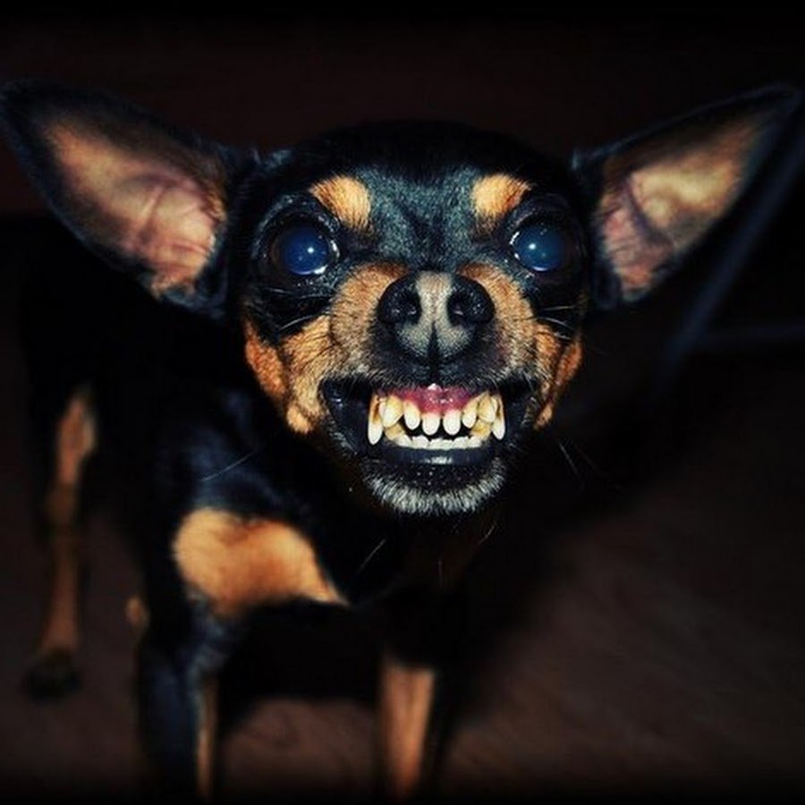 Русский той терьер злой