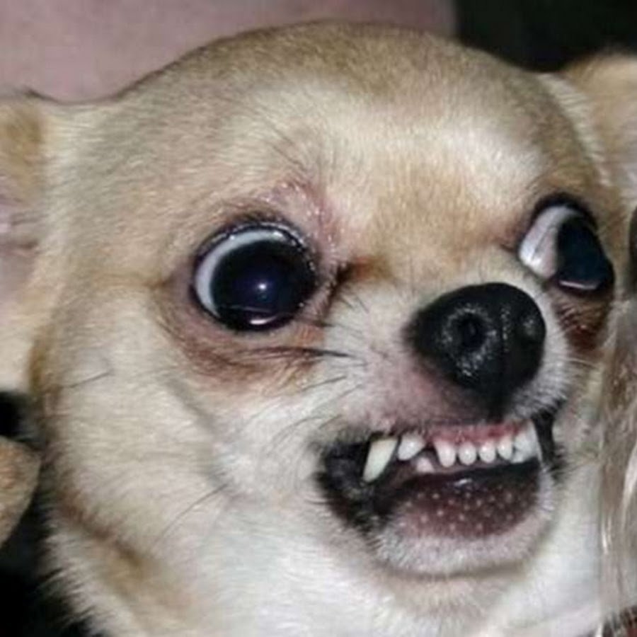 Чихуахуа Хуа злая