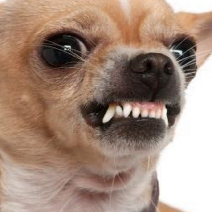 Чихуахуа Хуа злая