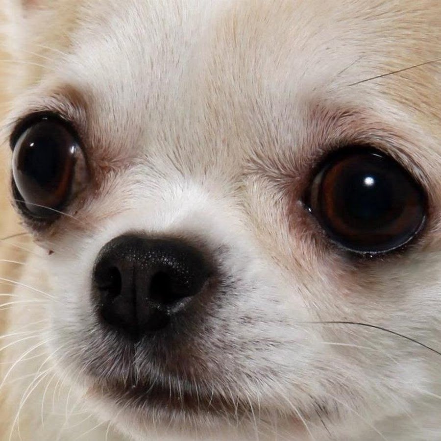 Мемный чихуахуа