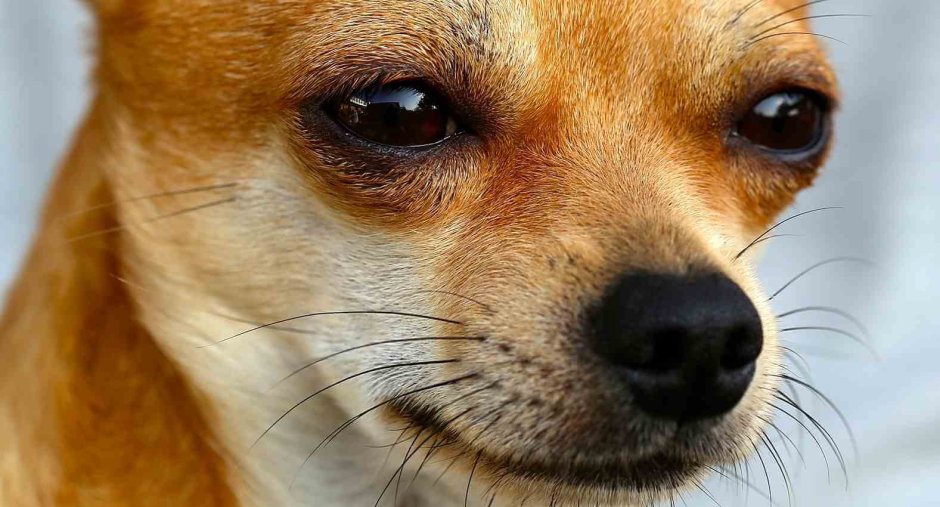 Мордочка чихуахуа