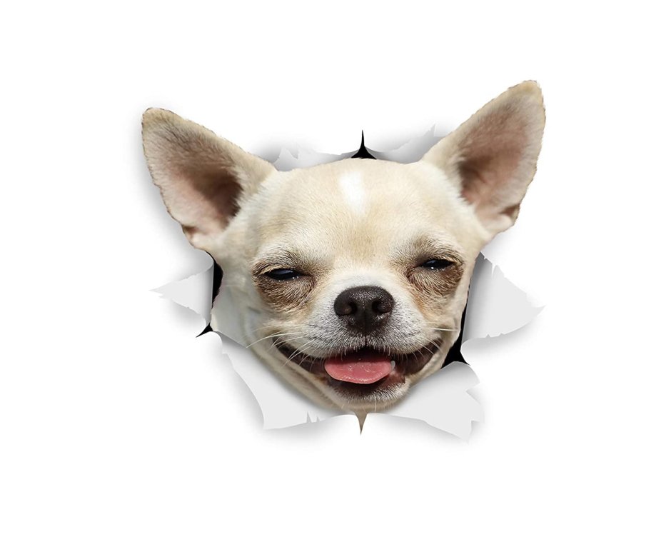 Смешные собаки