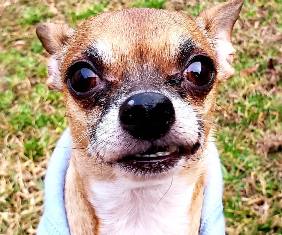 Собака улыбака чихуахуа