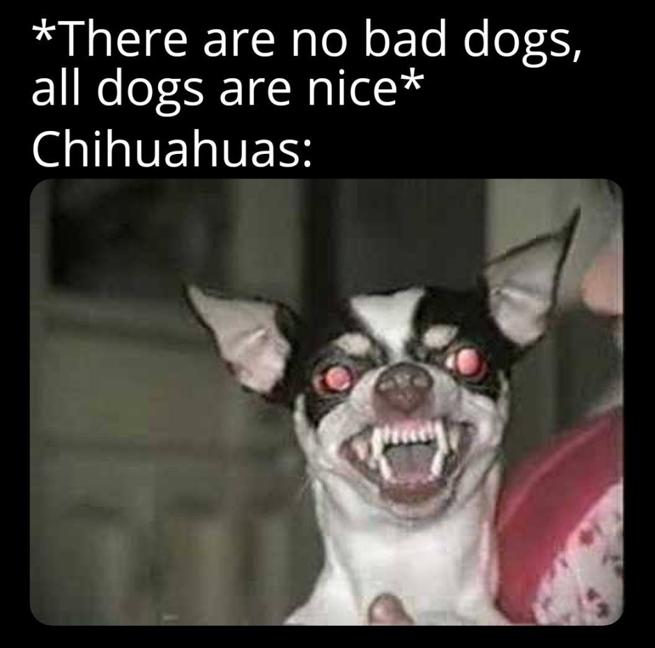 Злая собака чихуахуа