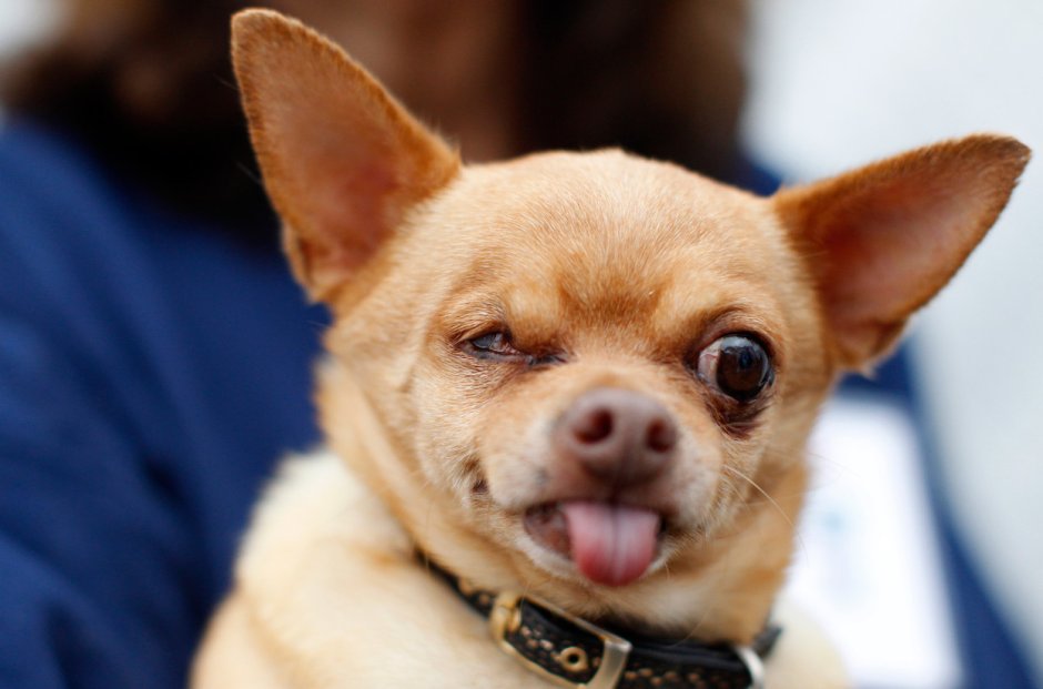 Чихуахуа Хуа злая