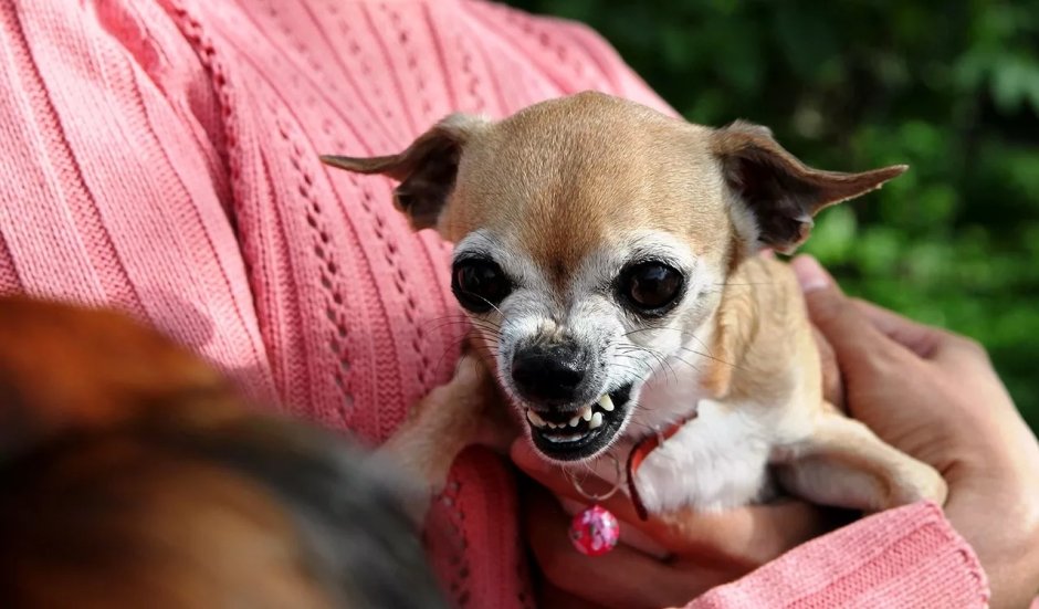 Чихуахуа Хуа злая