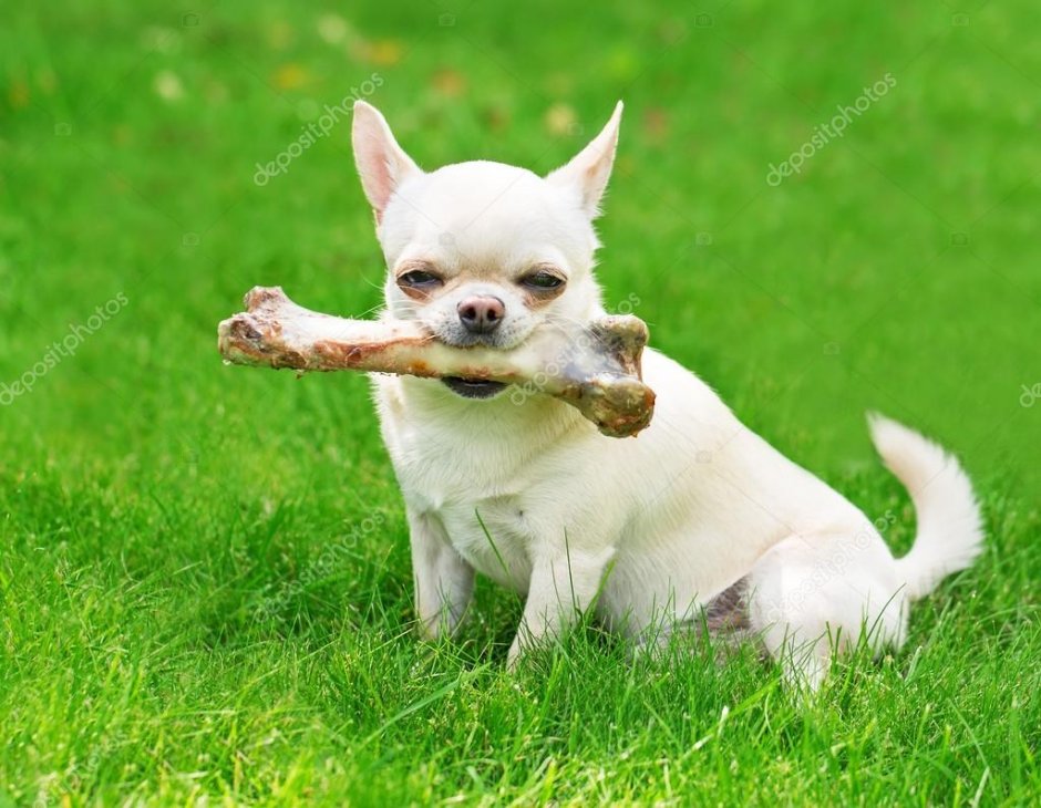 Чихуахуа лает