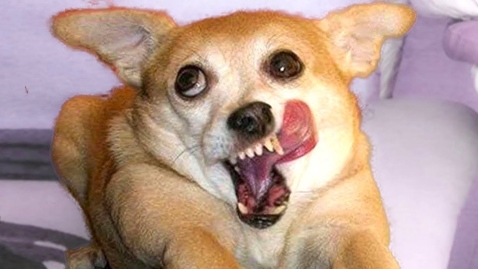 Упоротые собаки