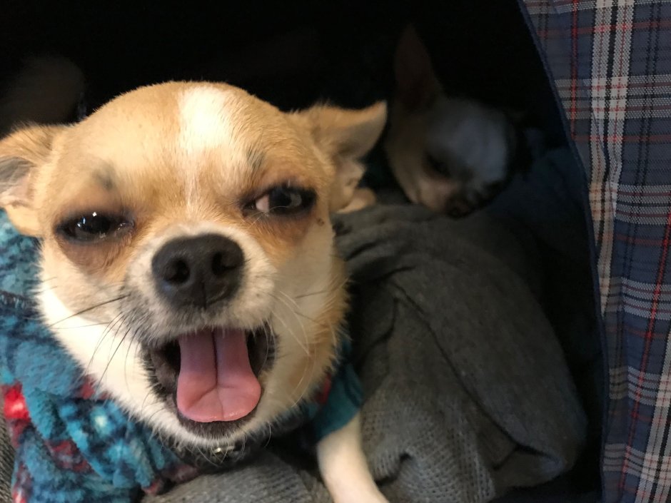 Чихуахуа Мем