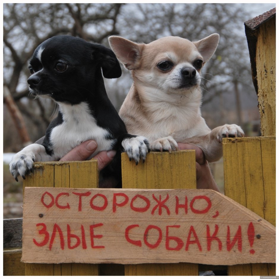 Чихуахуа приколы с надписями