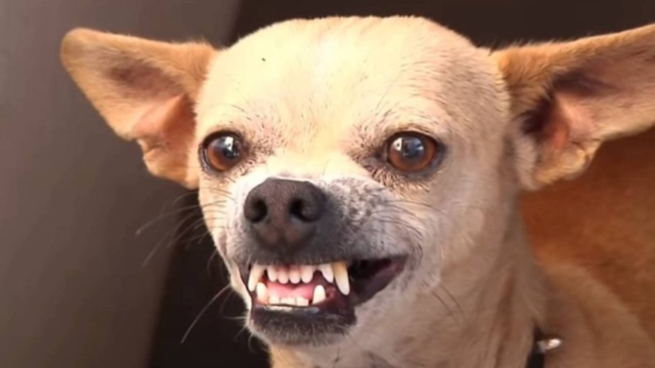 Чихуахуа Хуа злая