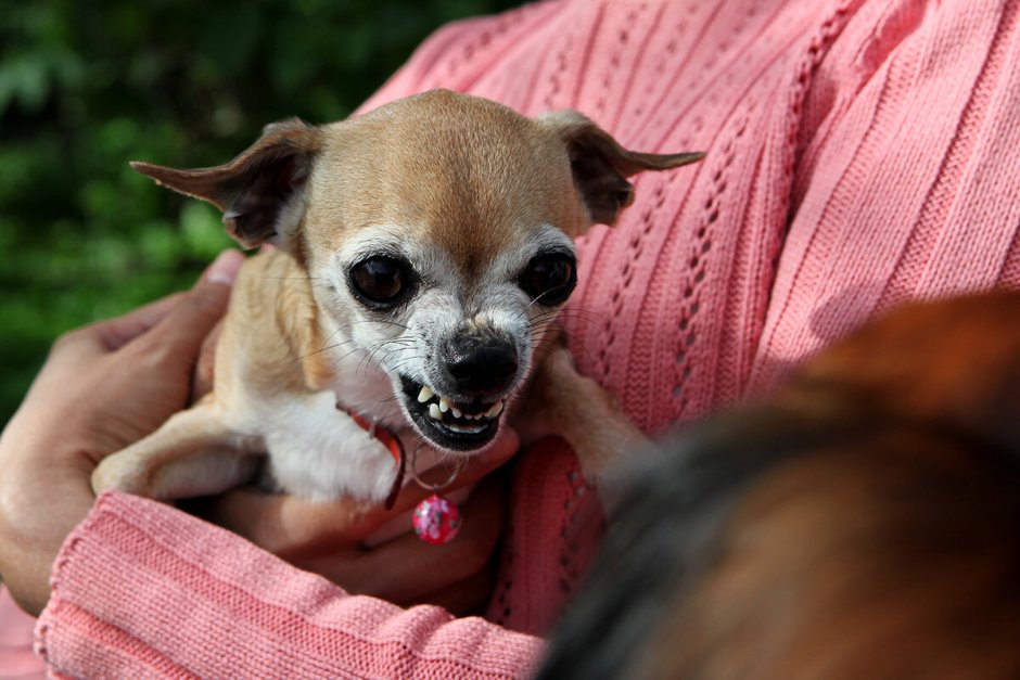 Чихуахуа мини злая