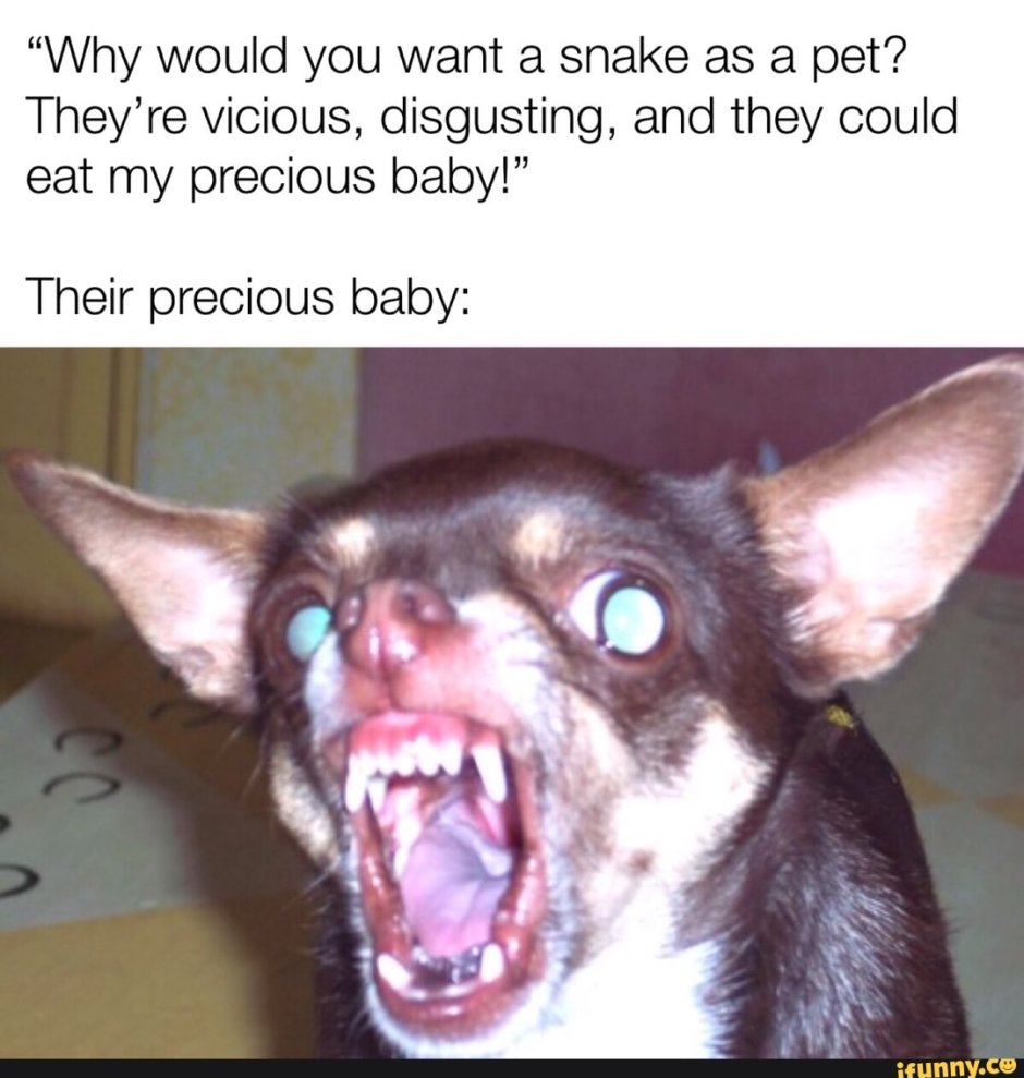 Злая собака чихуахуа