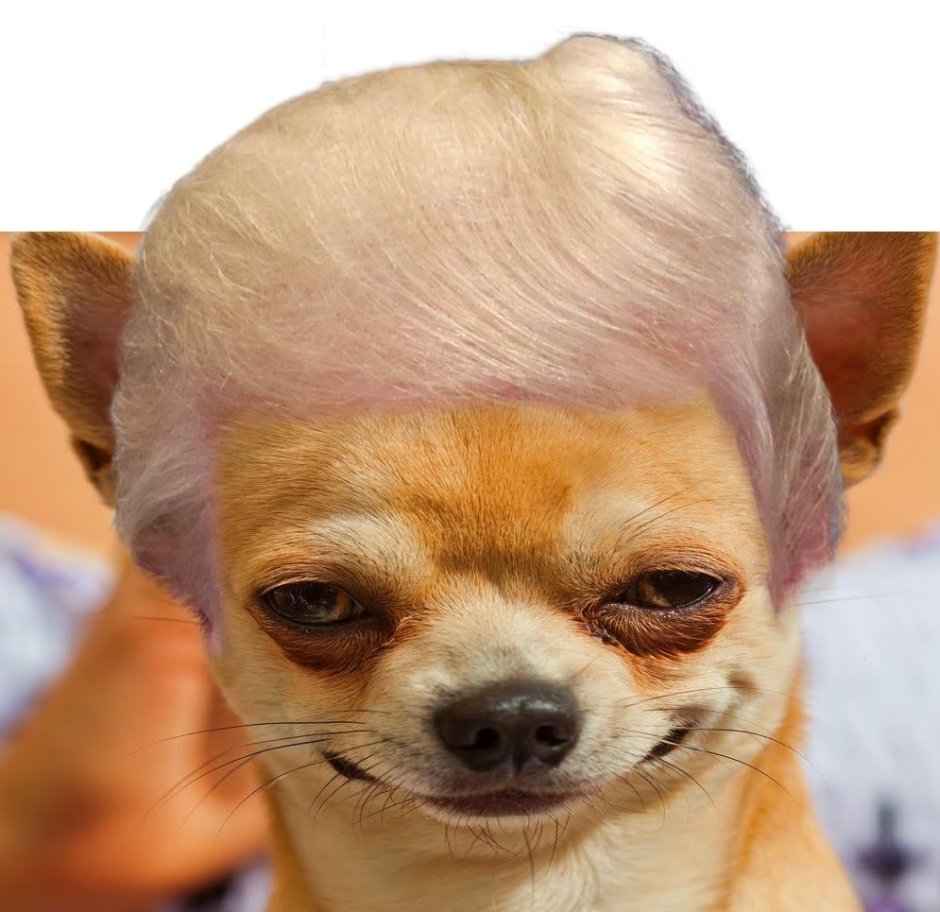 Чихуахуа Мем