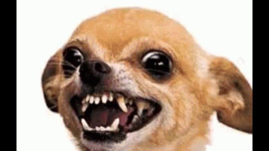 Чихуахуа гавкает