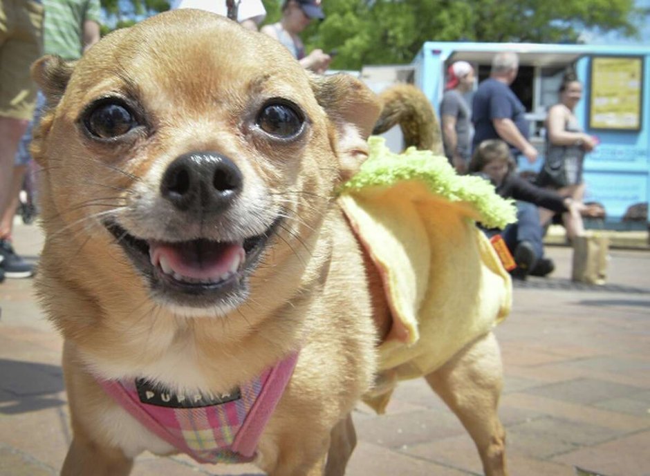 Маленькая собака рычит