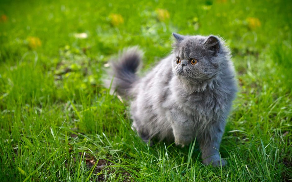 Кот Мейн кун серый