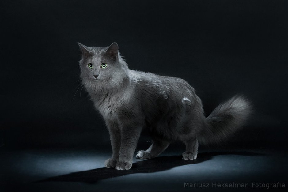 Норвежская Лесная кошка Нибелунга