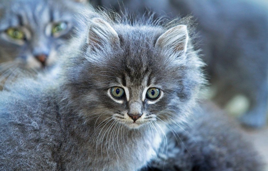 Норвежская длинношерстная Лесная кошка