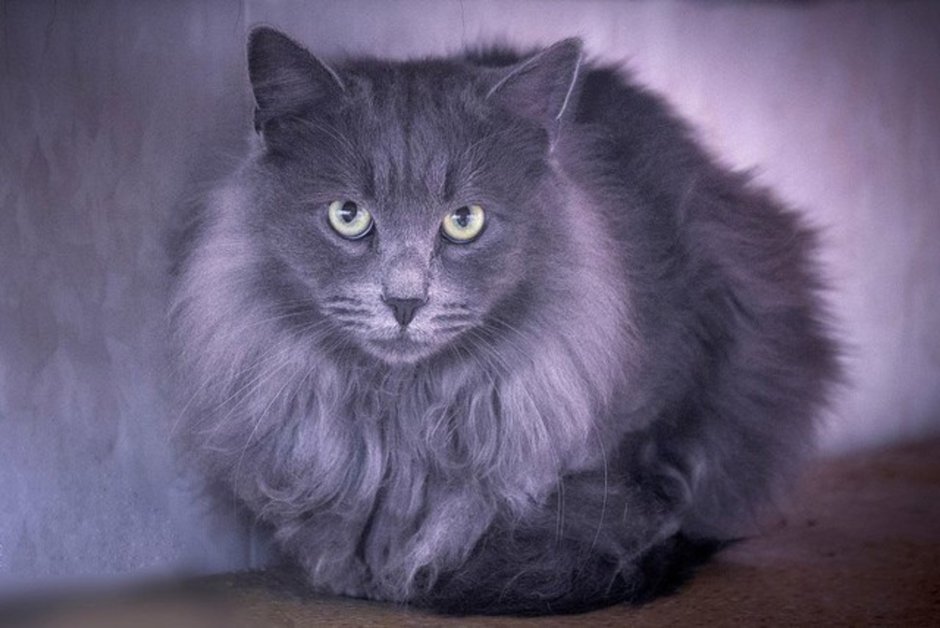 Сибирская голубая длинношерстная кошка