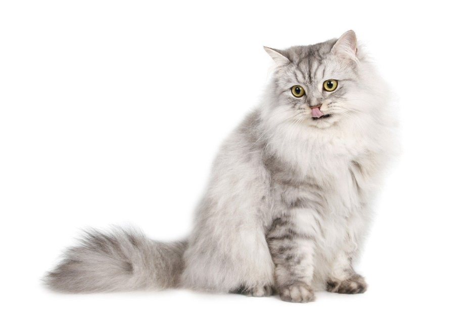 Сибирская кошка серая дымчатая