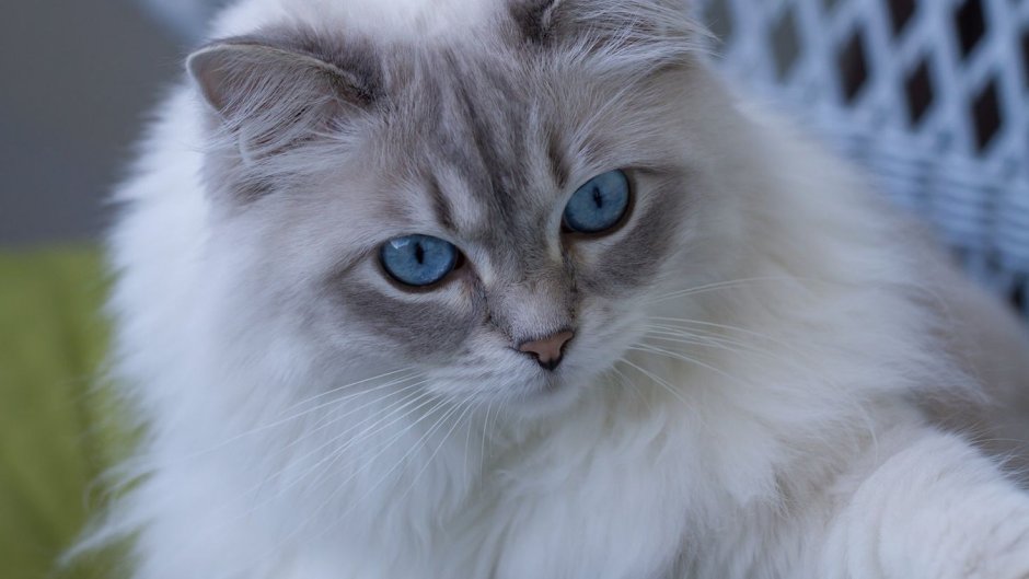 Персидская шиншилла кошка