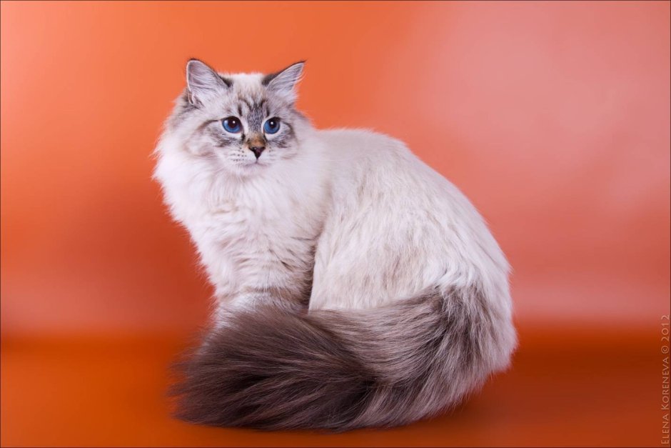 Сибирская кошка дымчатая