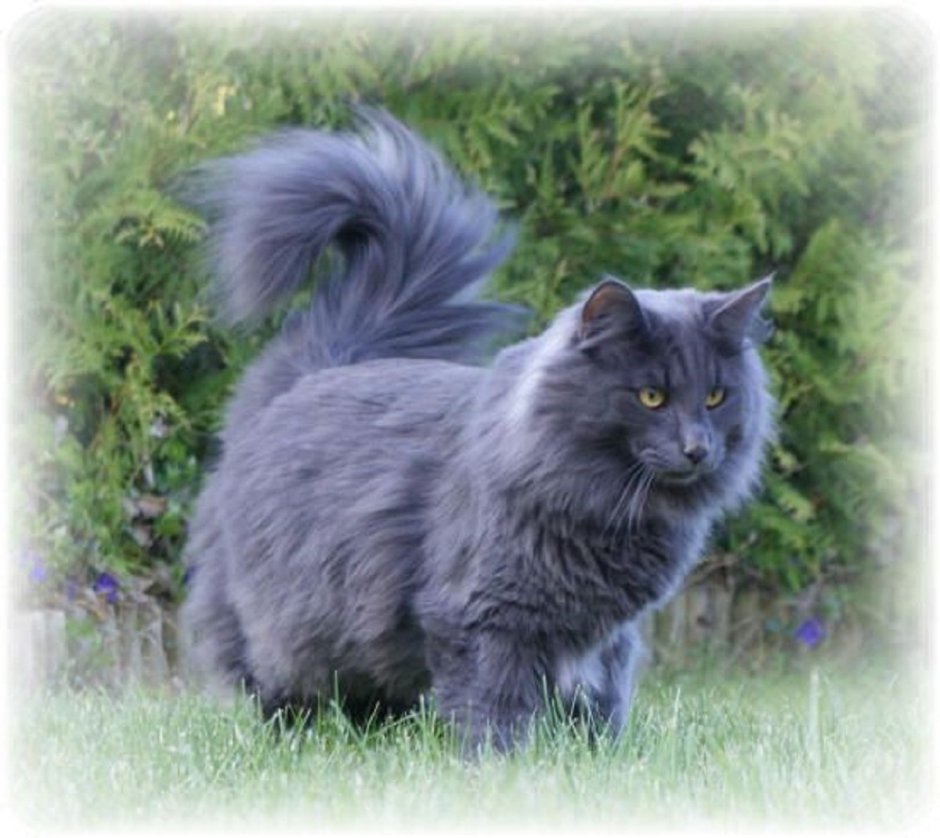 Норвежская Лесная кошка дымчатая