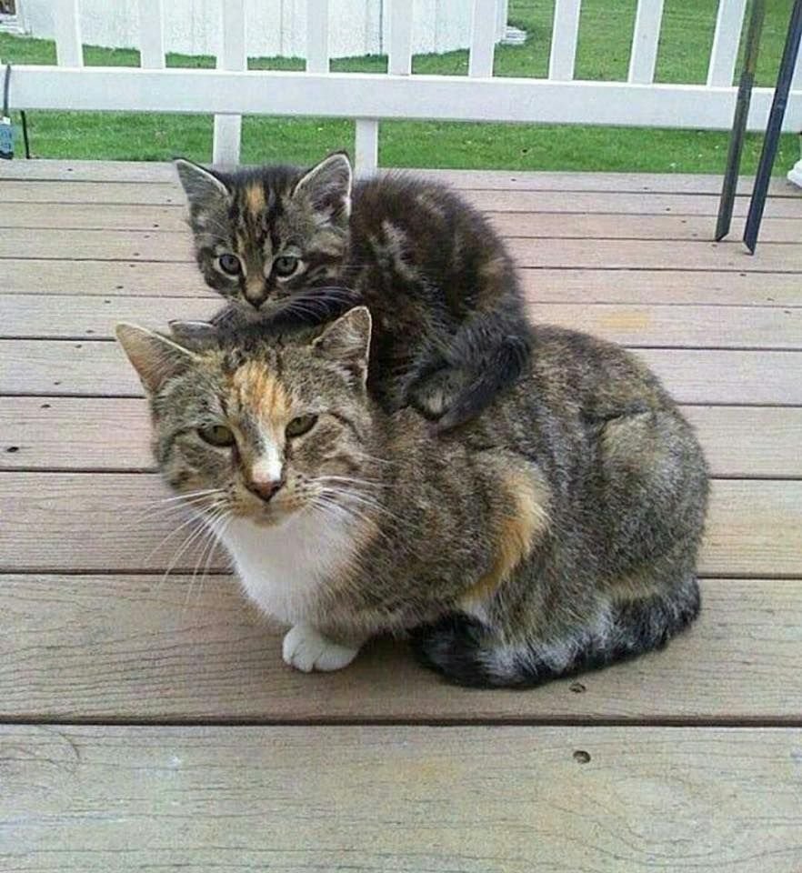 Котенок и взрослый кот