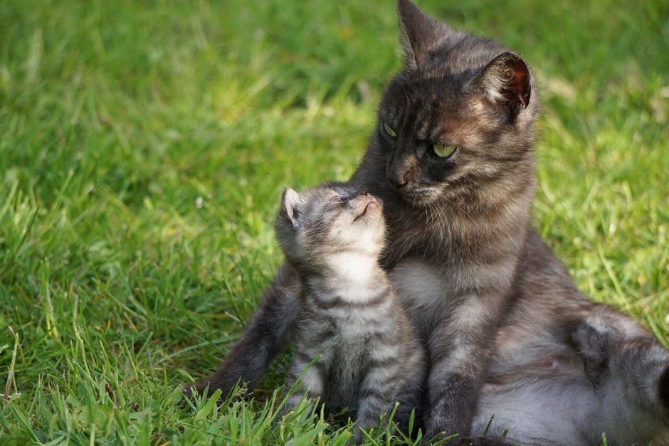 Котики собачки