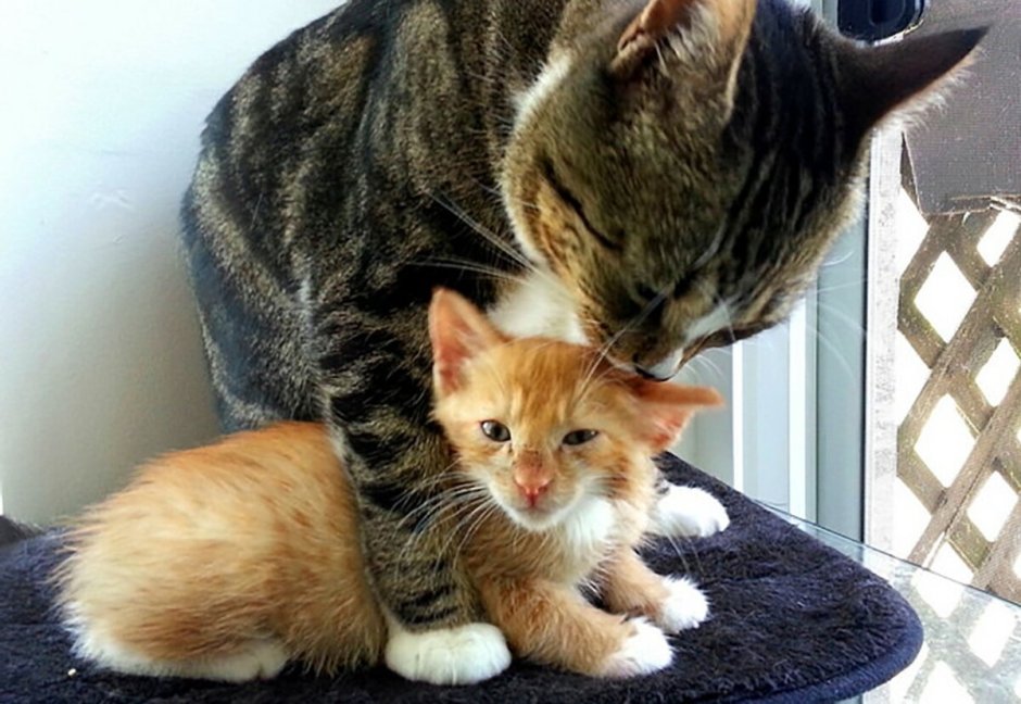 Котики мемы с надписями