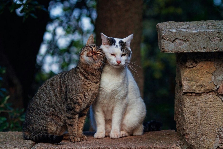 Бездомные котята