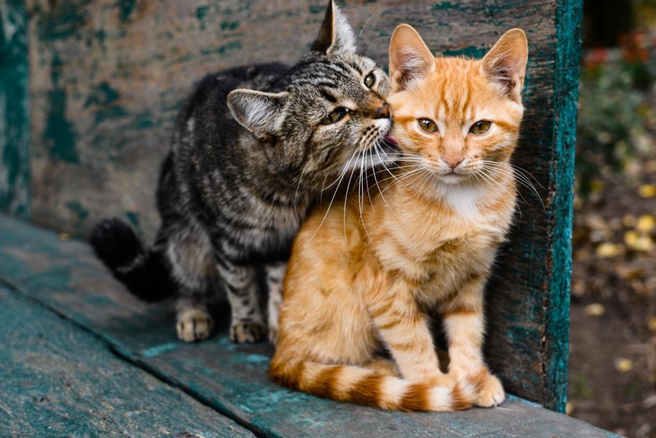 Котики спят вместе