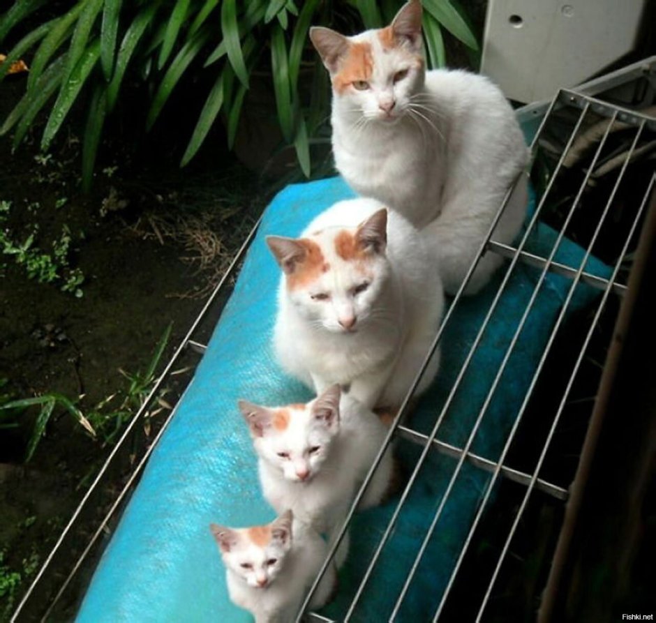 Взрослая кошка и котенок