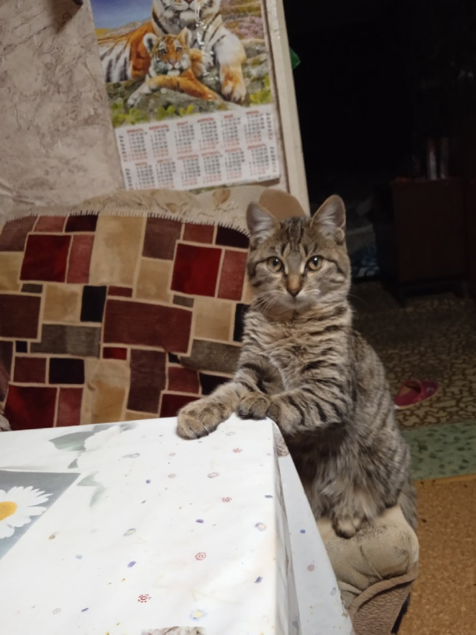 Кошка с котятами