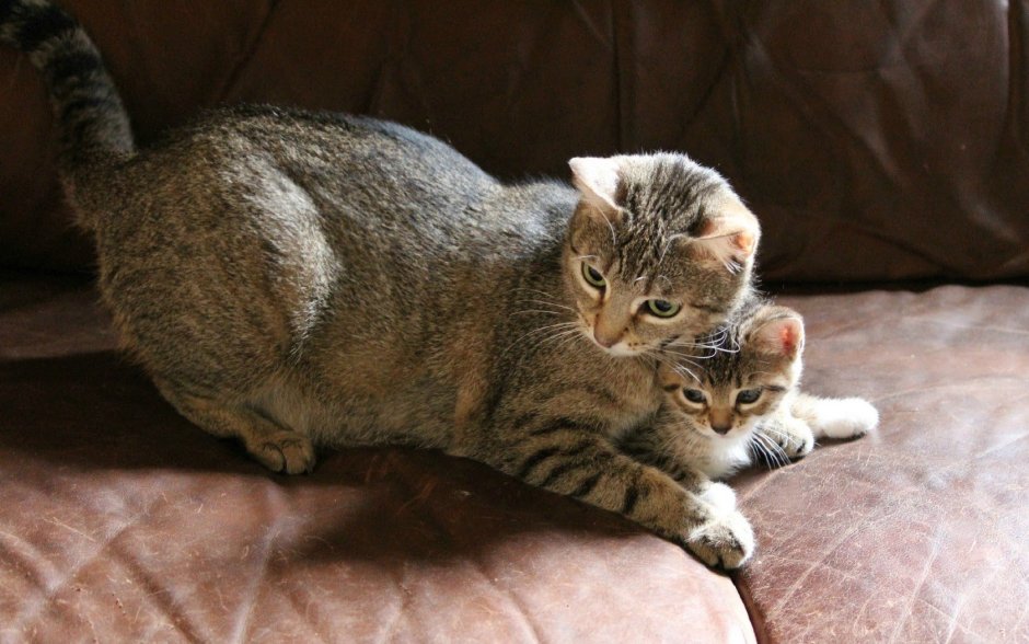 Кот между